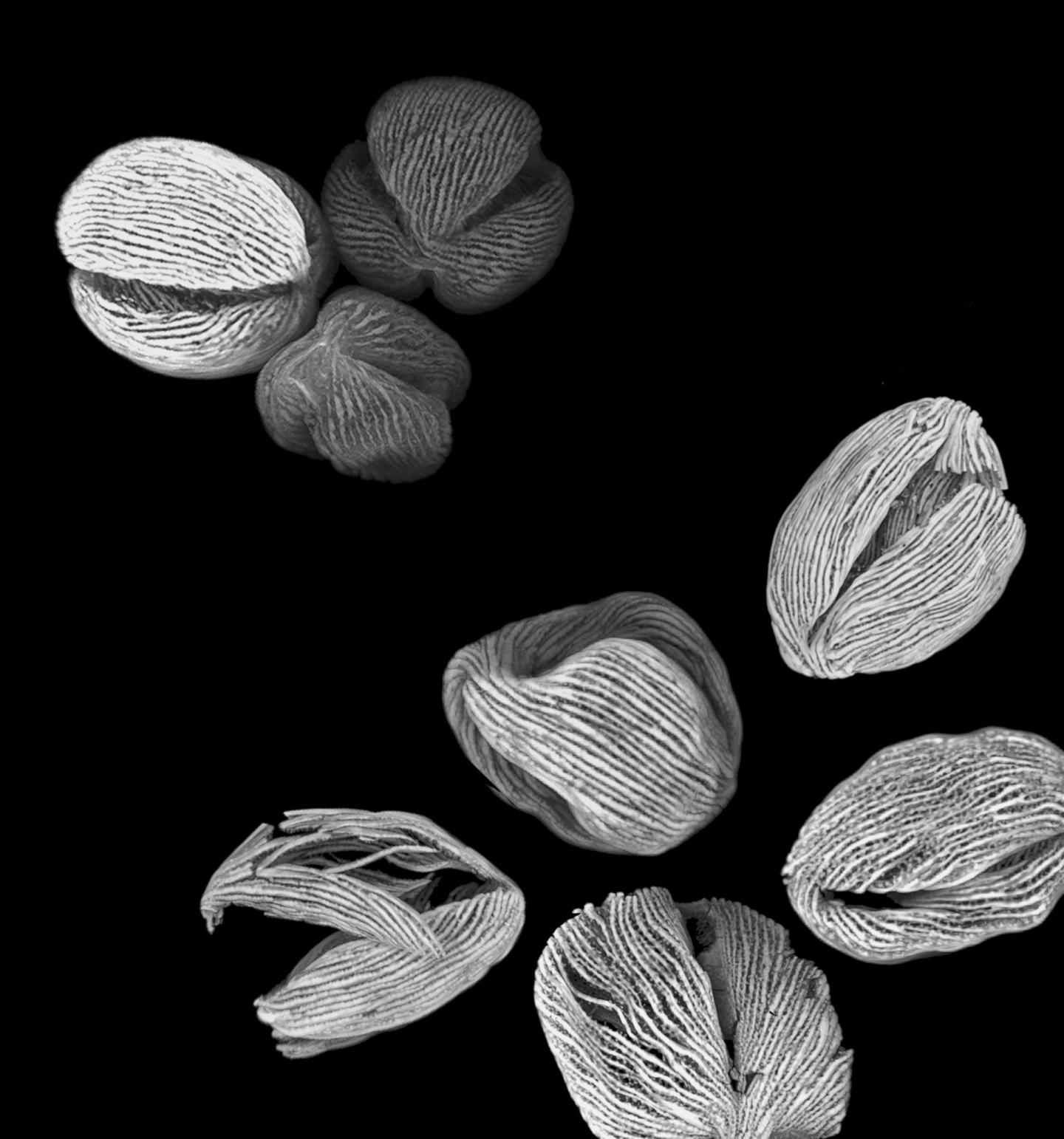 Airyscan Microscopy Image Of Pollen Grains