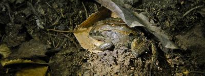 Alaska Wood Frog Prepares Hibernacula