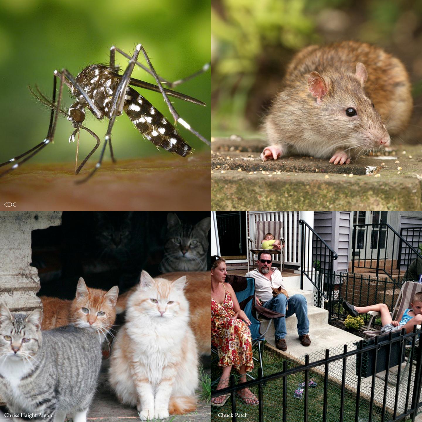 Mosquitoes, Rats, Cats, & People