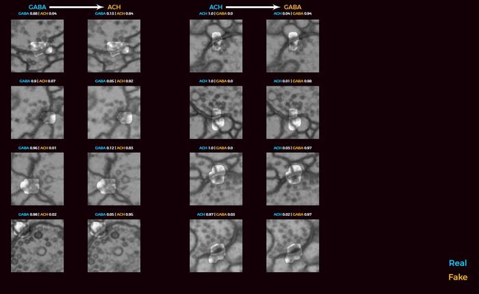 Neurotransmitter prediction method