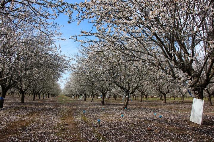 Almond Trees