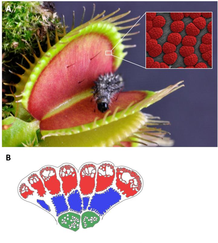 The Venus flytrap: From prey to predator | EurekAlert!