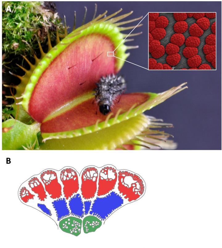 anatomy of venus fly trap