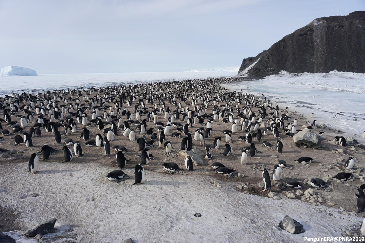 Adelie Penguins at Edmonson Point