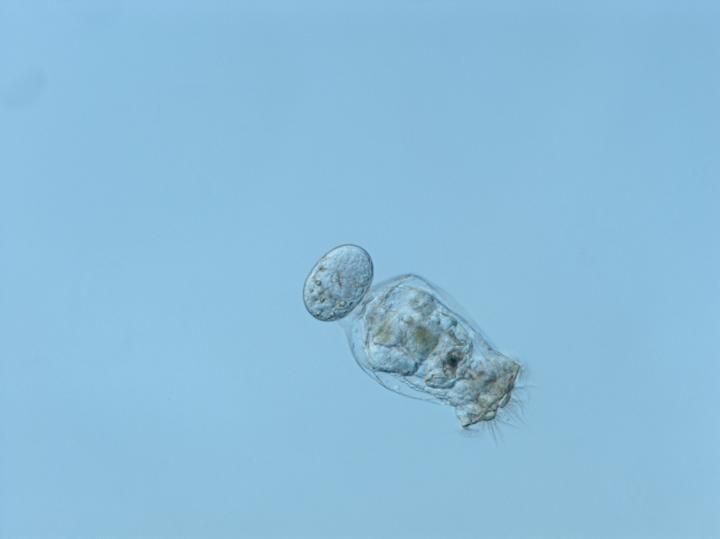 Rotifer