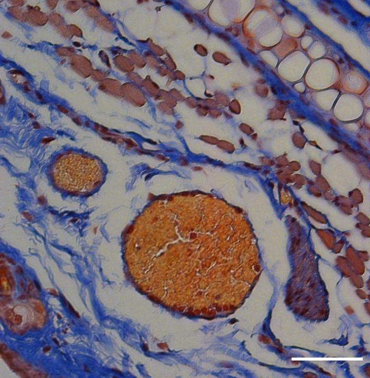 Using Light, Red Blood Cells and a Honey Bee Peptide to Deliver Therapeutic Proteins