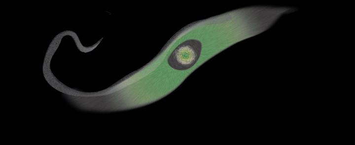 Unicellular Parasite <em>Trypanosoma brucei</em>