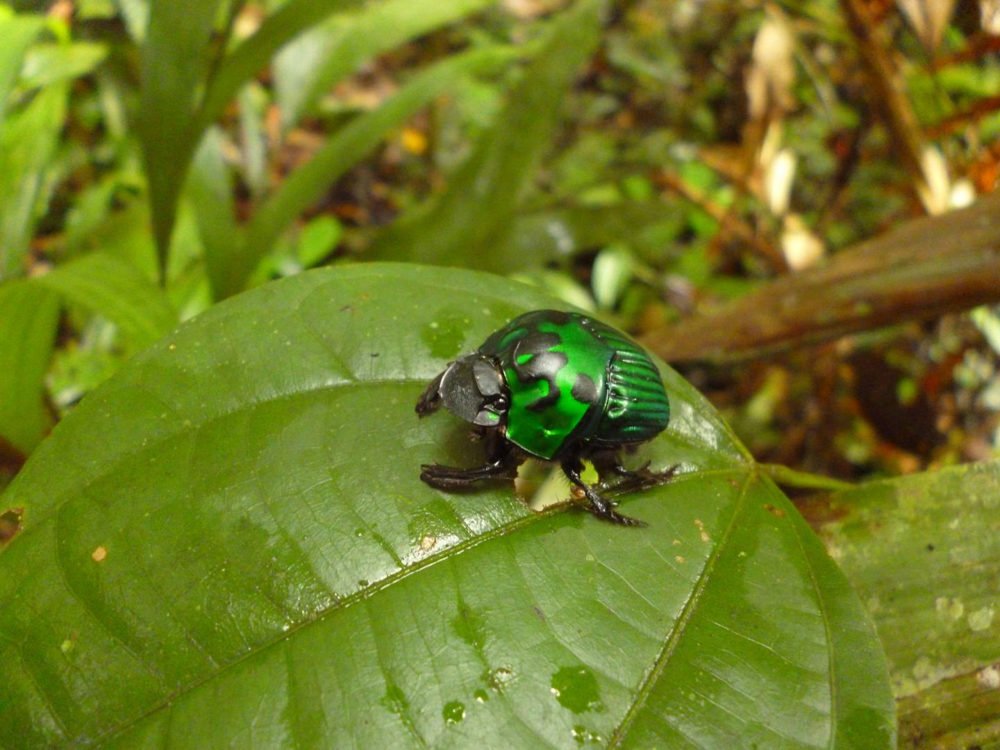 Dung beetle