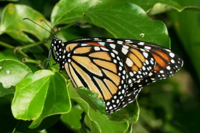 <i>Danaus plexippus</i>