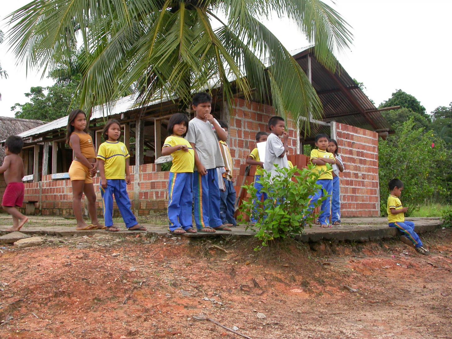 More Than Half of All Amazonian Tree Species Threatened (2 of 10)