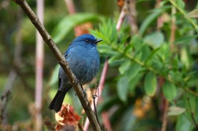 Nilgiri Flycatcher