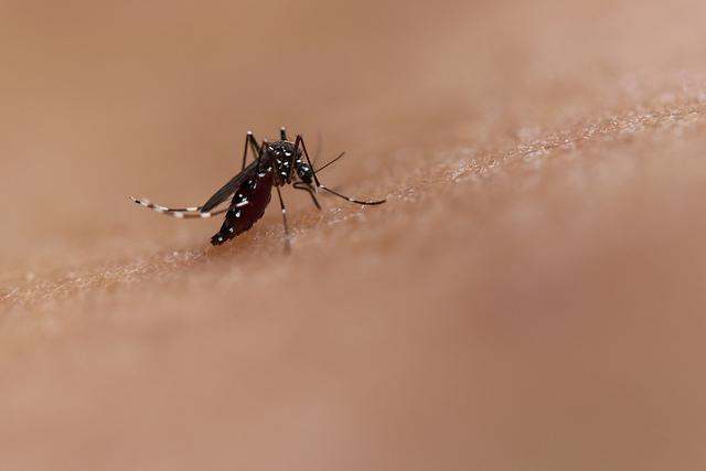 Bite by an <i>Aedes</i> Mosquito