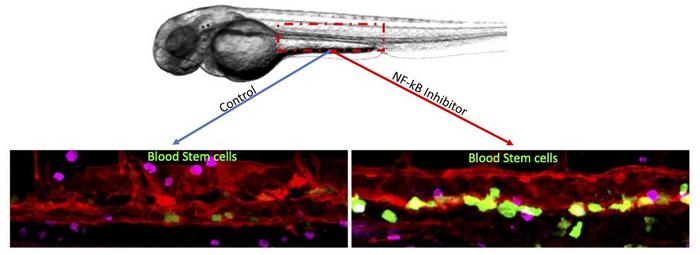 Magnified image of blood stem cells forming in zebrafish embryo