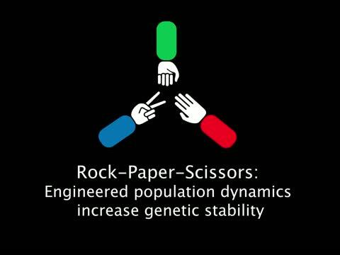 Video Explainer: Rock-Paper-Scissors: Engineered Population Dynamics Increase Genetic Stability