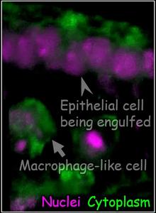 Engulfment of an epithelial cell by a macrophage-like cell