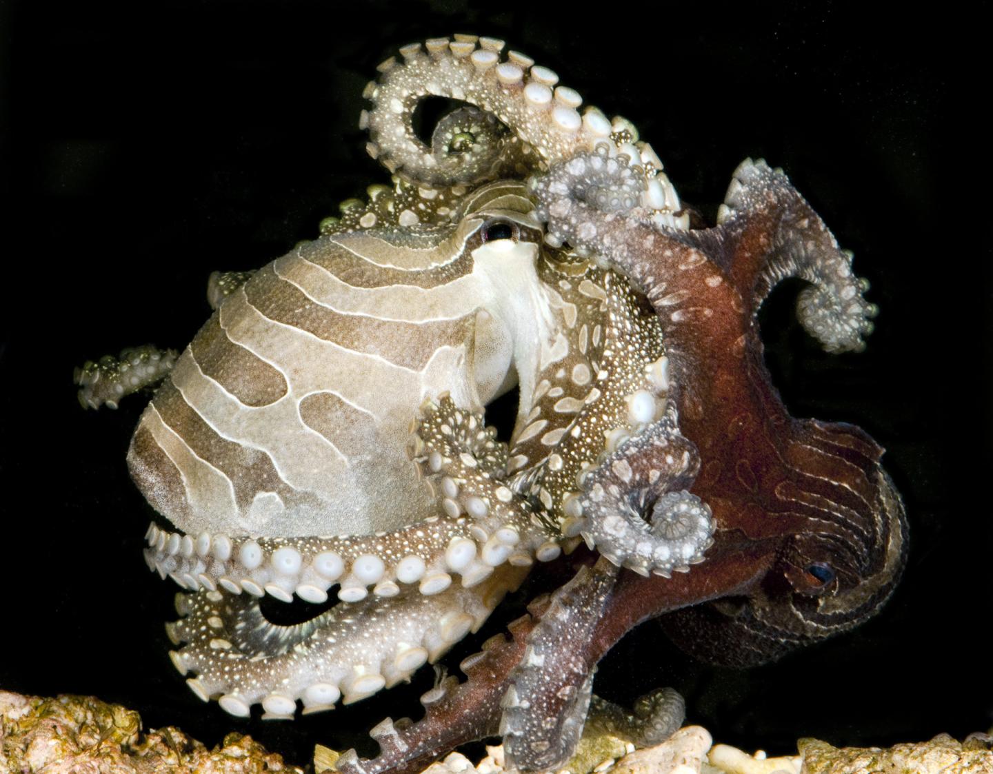 Larger Pacific Striped Octopus Mating