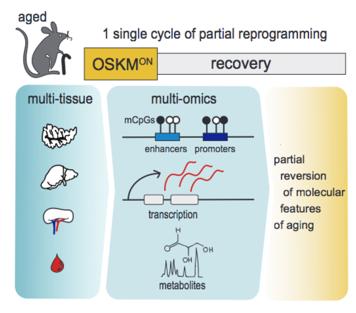 Pancreas, liver, spleen, and blood rejuvenation after one cycle of cell reprogramming