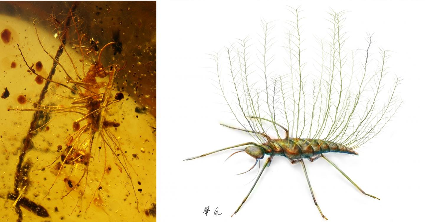 Lacewing Larva (1 of 2)