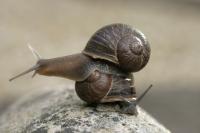 Garden Snail on Top of Dextral