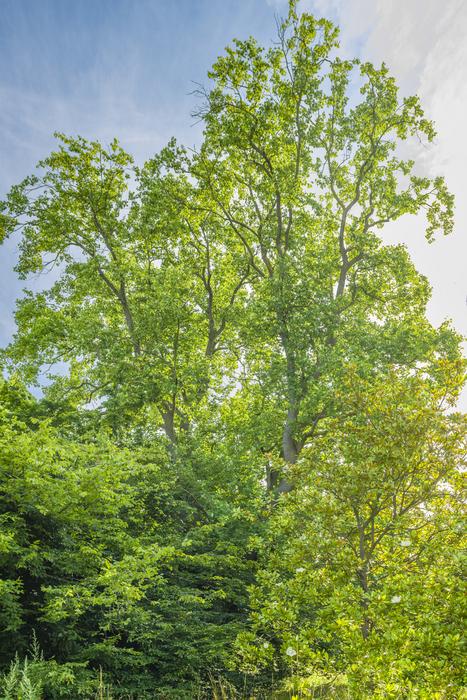 Tulip Tree (Liriodendron tulipifera) in Cambridge University Botanic Garden