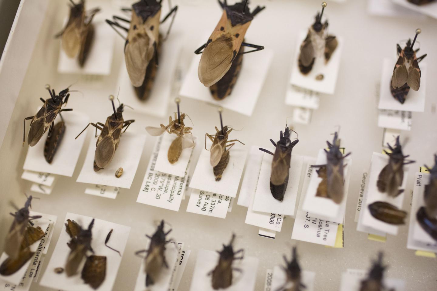 All Species of Kissing Bug in California Are Capable of Transmitting Chagas Disease