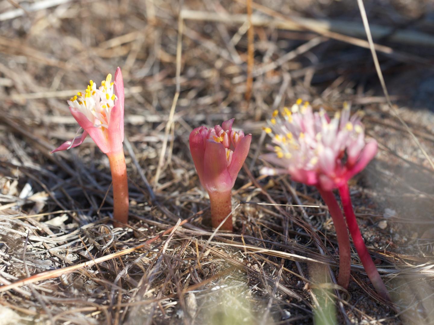 Three paintbrush lilies in the [IMAGE] EurekAlert! Science News Releases