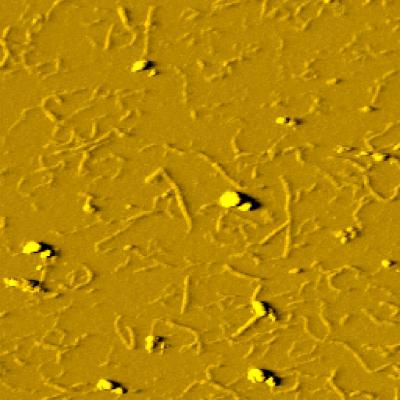 Pectin Molecules