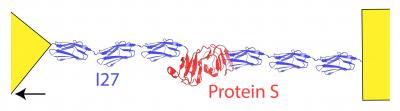 Protein Setup