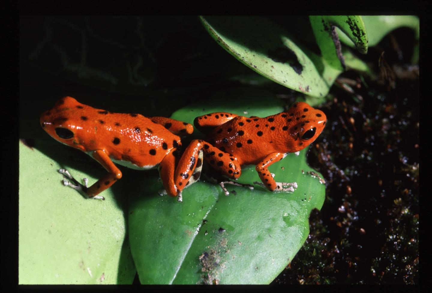 Strawberry poison frogs are reaching their heat limit because of