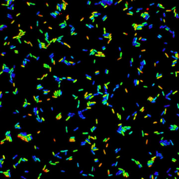 Biosensor at Work in <i>Salmonella</i>