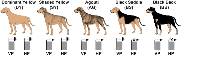 Dog color patterns