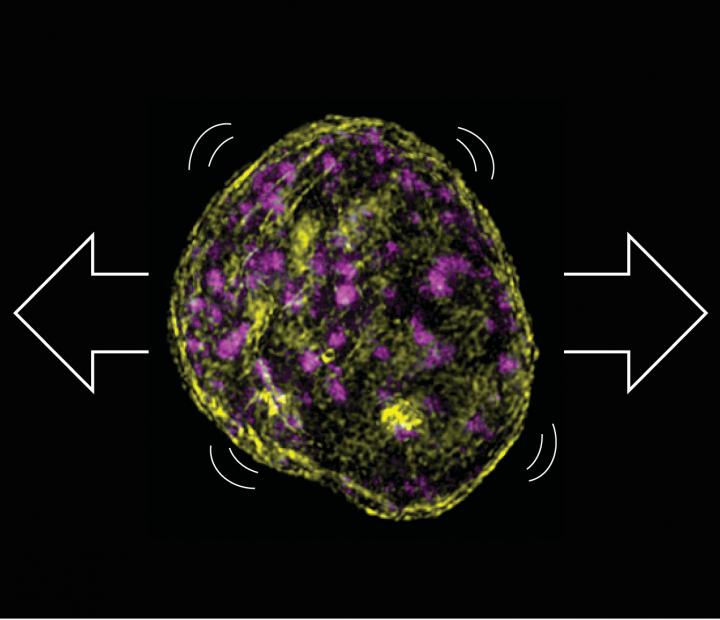 Tissues Protect Their DNA under Mechanical Stress