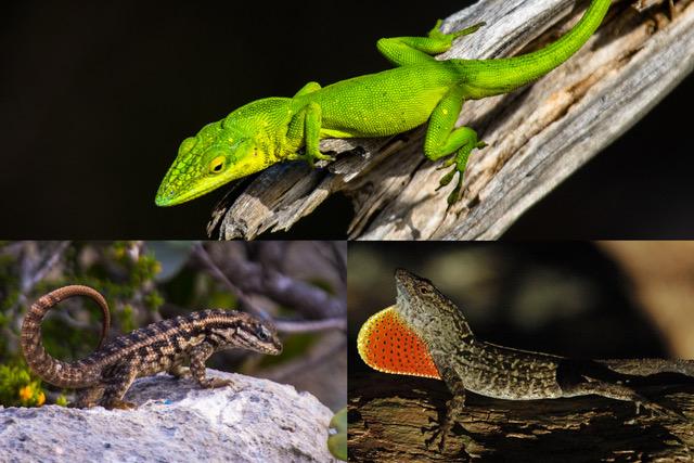 An evolutionary idea: Scientists watch lizards released on island