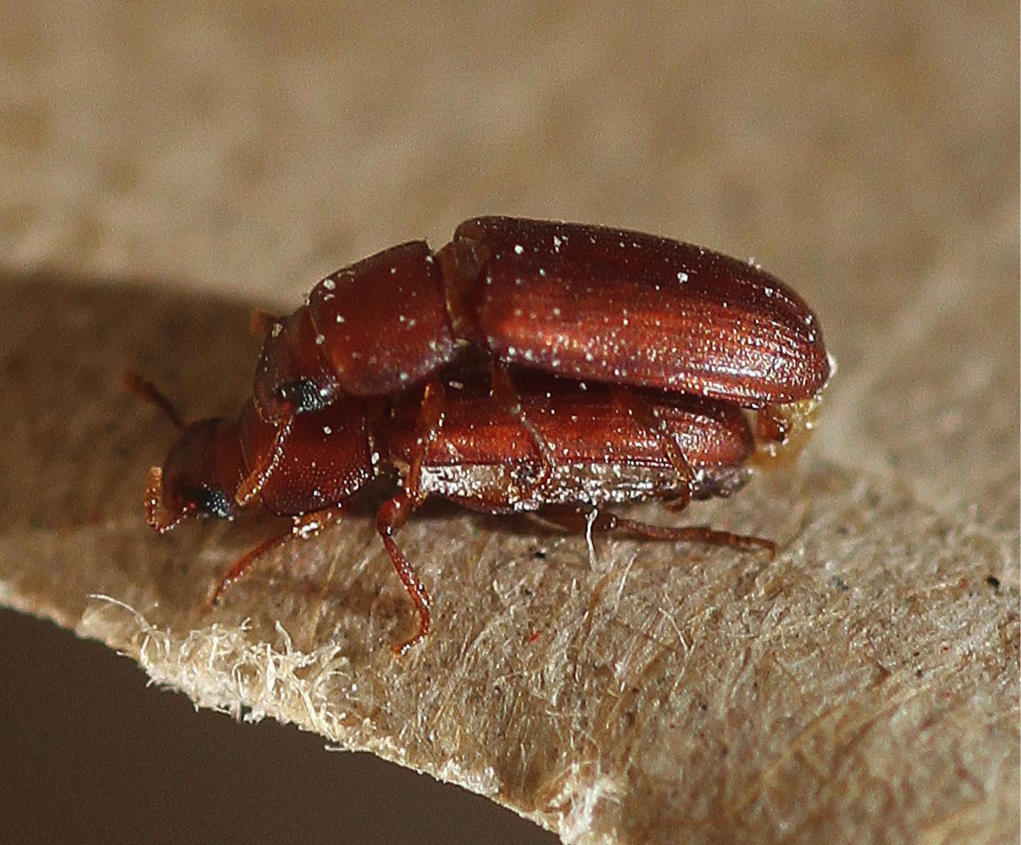 Flourbeetles Have Evolved Sophisticated Mechanisms to Reproduce Despite Warmer Temperatures