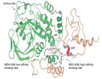 Binding Sites on PTP1B Enzyme