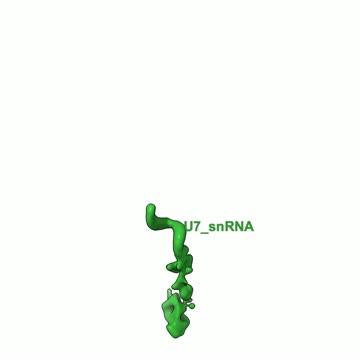 Histone mRNA Three-Prime (3') End-Processing Machine