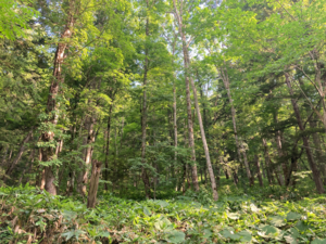 Mixed forest of coniferous trees and broad-leaved trees in Hokkaido