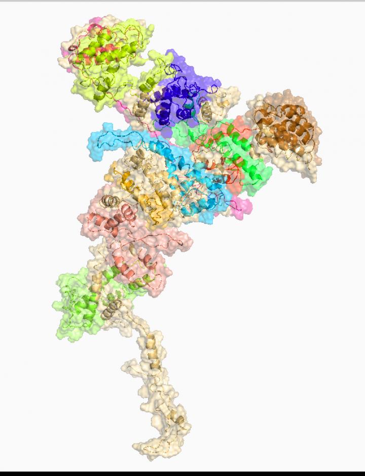 Synthetic Peptide Restores the Cancer-Killing Power of Macrophages (4 of 4)