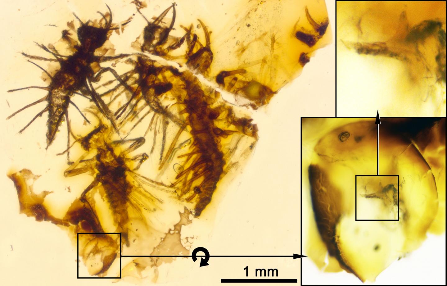 Four <i>Tragychrysa ovoruptora</i> Newborns Preserved in Amber with Egg Shells and Egg Burster