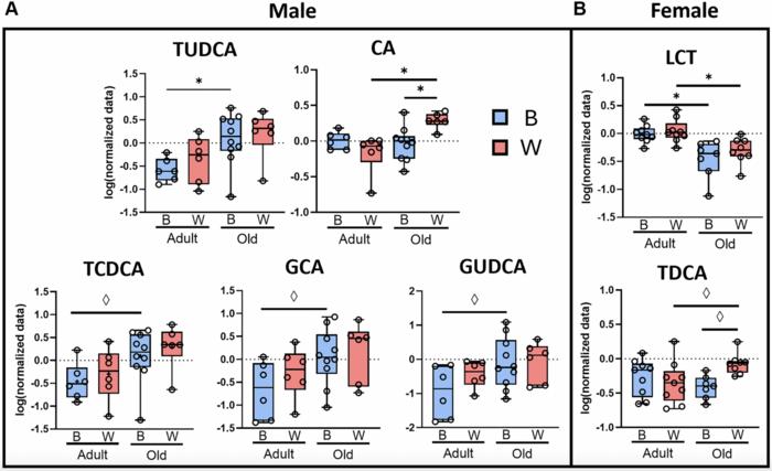 Age, sex, and mitochondrial-haplotype influence gut microbiome composition and metabolites in a genetically diverse rat model