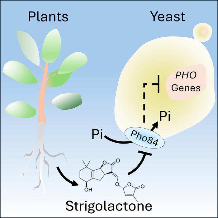 Plant-yeast