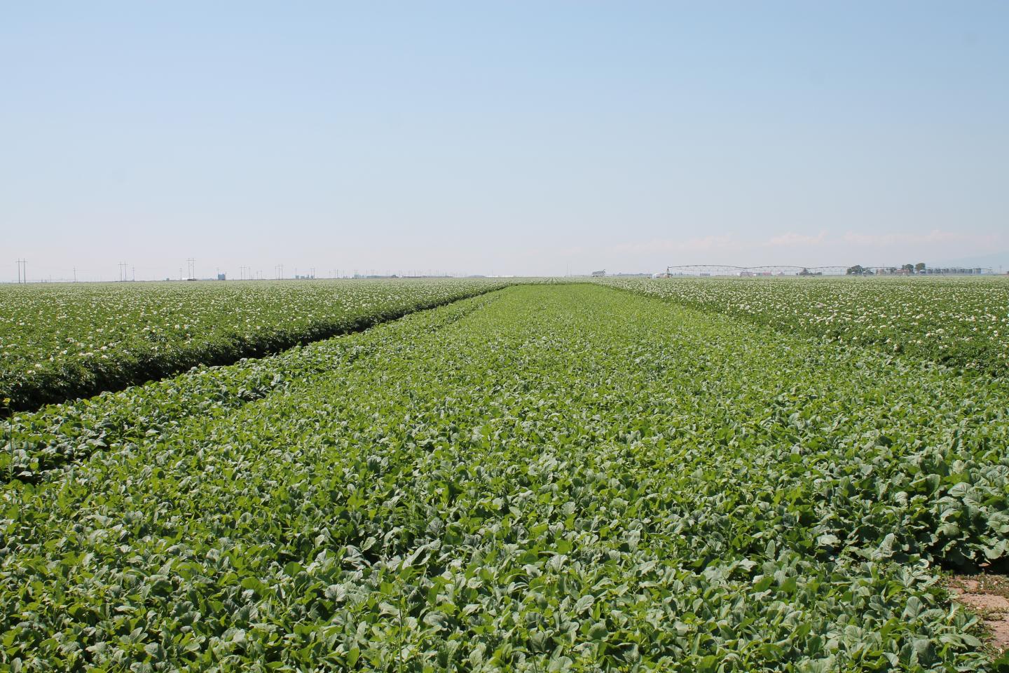 Potato Field