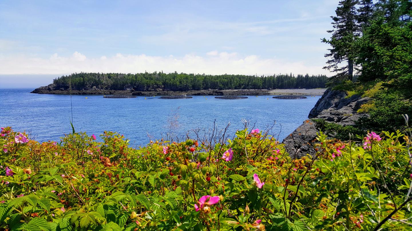 Maine Aquaculture