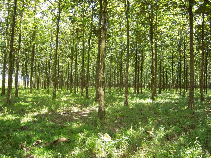 Costa Rican teak plantation