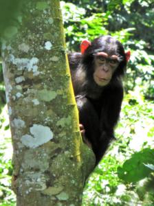 Chimpanzee in the Mahale Mountains National Park