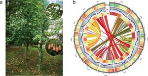 Morphology and high-quality genome assembly of the Sinojackia xylocarpa.