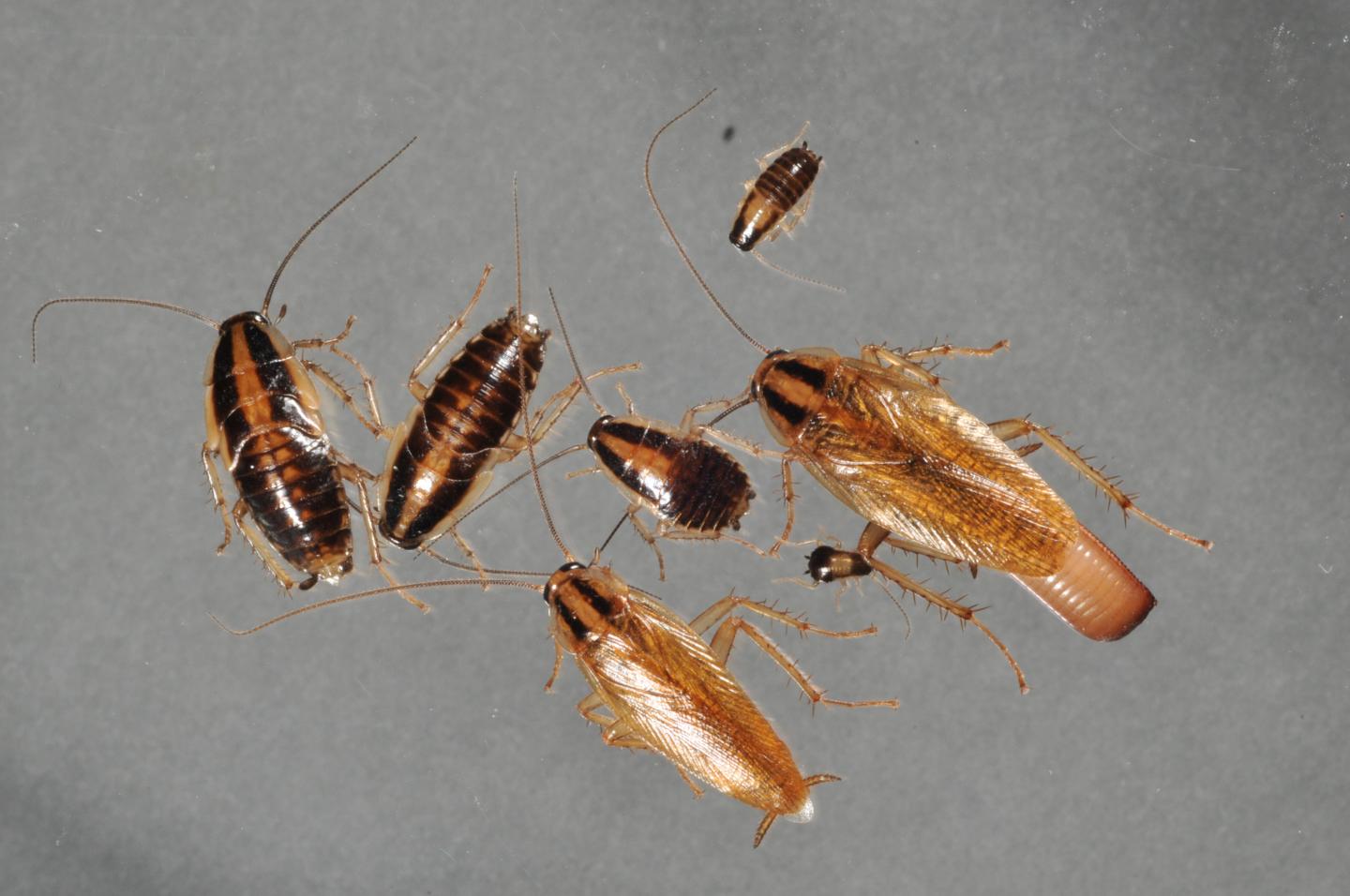 German Cockroaches