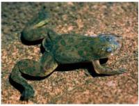 African Clawed Frog (<i>Xenopus laevis</i>)