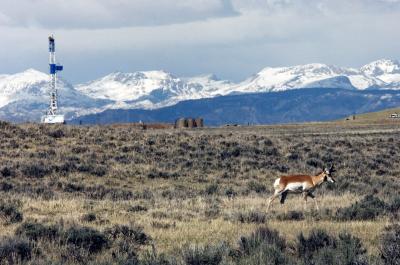 Pronghorn