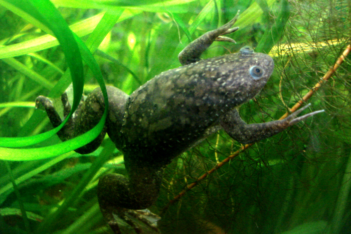African clawed frog